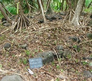 Cleared site with ancient building stones exposed.