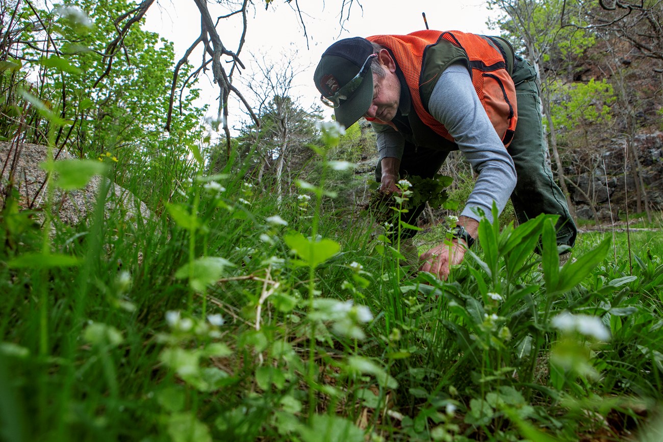 park ranger in gloves surveys plants underneath them