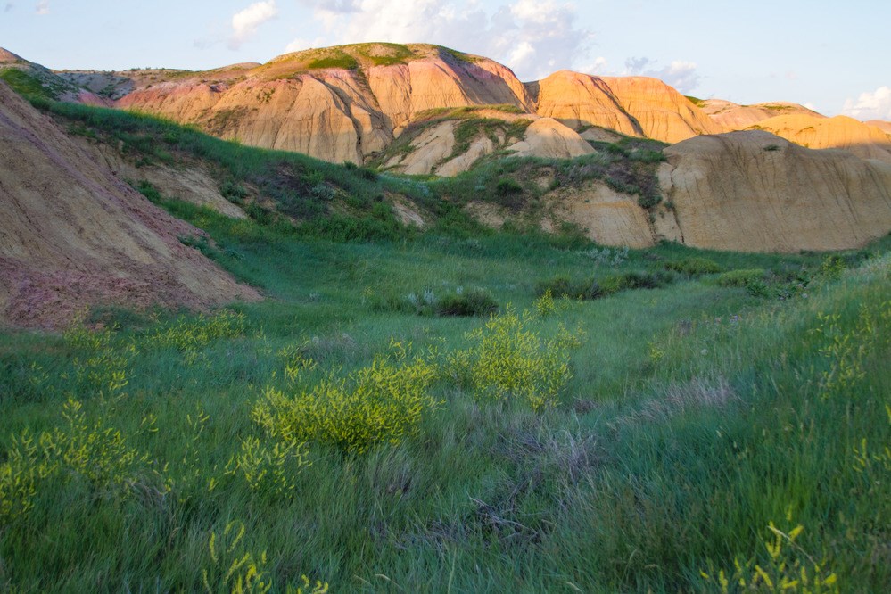 Green grasslands with yellow flowers with tan mountains behind it.