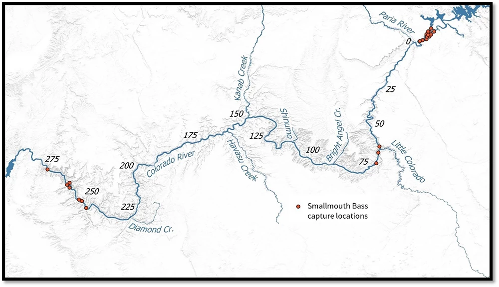 A map of the Colorado River and its tributaries with demarcation of where smallmouth bass have been captured.