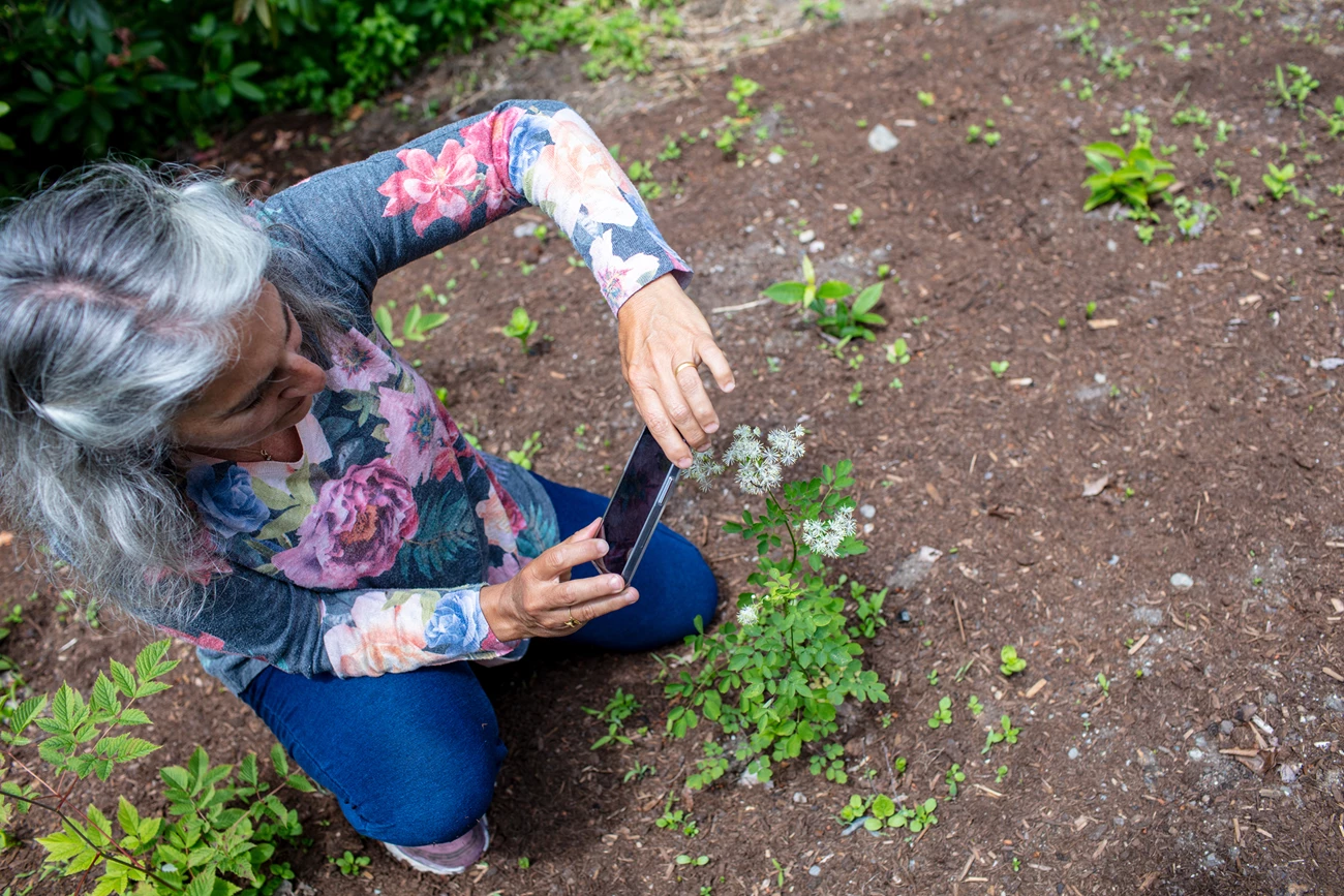 Overhead view of a gray-haired woman kneeling on open brown ground and taking a picture of a green plant with her cell phone.