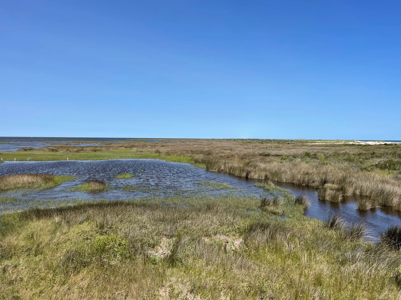 A scenic view of saltwater flowing amongst green grasses beneath a blue sky.
