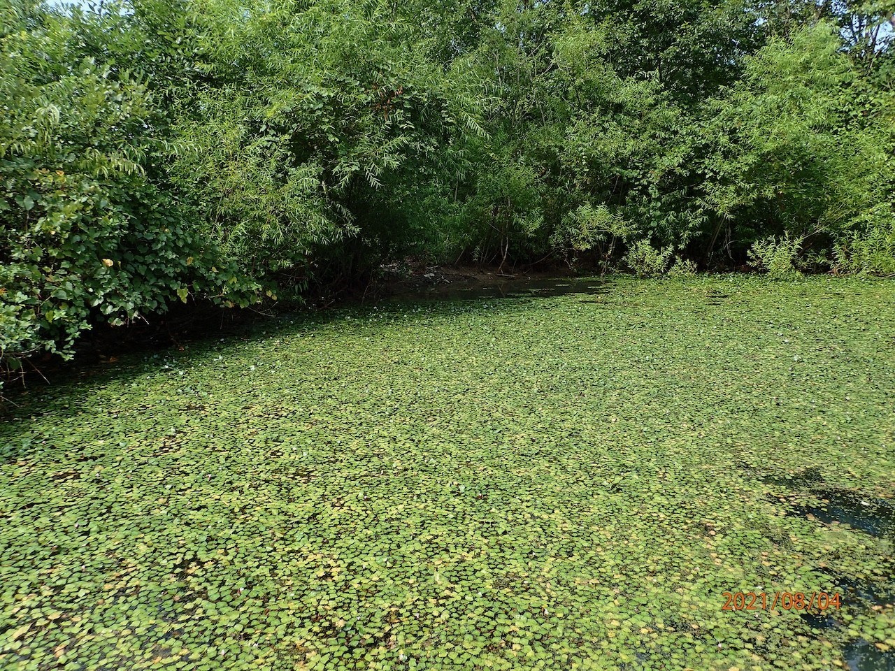 A pond covered in green aquatic plant leaves by a shrubby shoreline