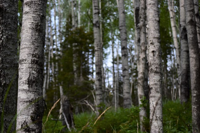 A close up of aspen bark, surrounded by a large, woody aspen grove.