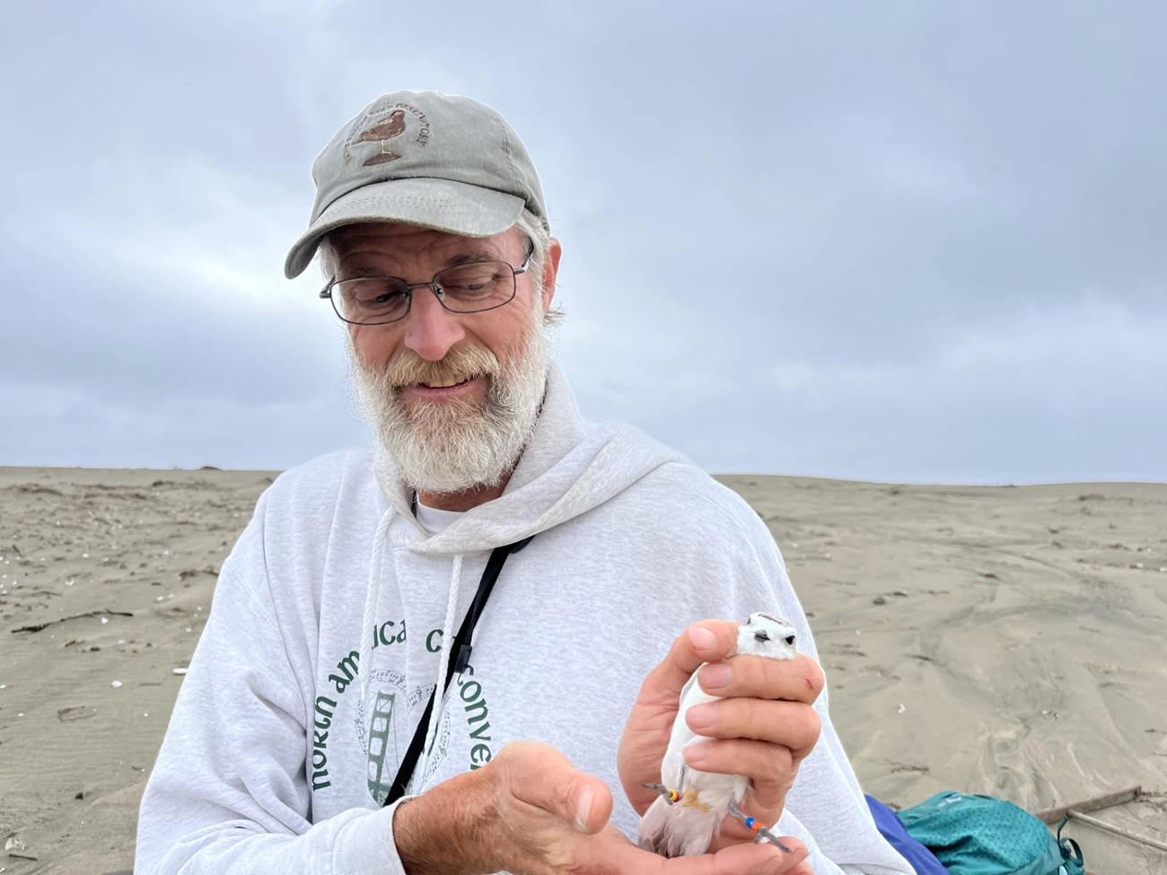 Biologist gently holding an adult snowy plover with two colored bands on each of her legs.
