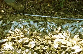 Stacks of dead alewife fish from a fish kill.