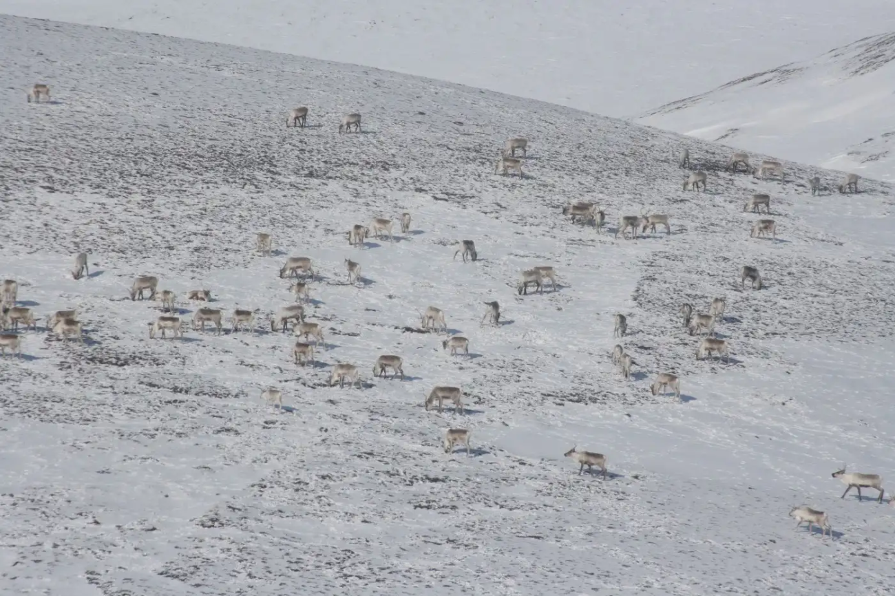 Caribou foraging on a snowy hillside