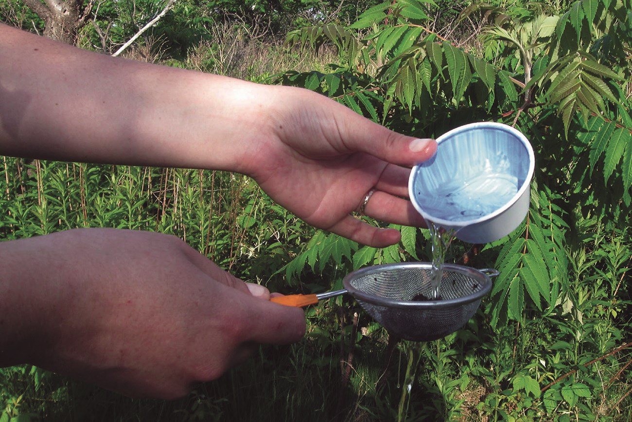 A researcher pours the contents of a bee collection bowl into a strainer