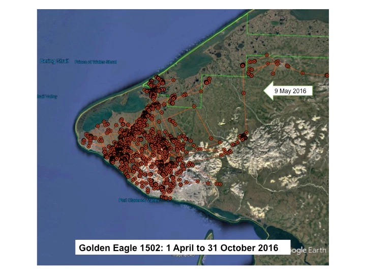 Map of Golden Eagle 1502 locations on the Seward Peninsula from 1 April to 31 October 2016. One arrow labeled 9 May 2016 indicates the eagle’s arrival to the general area.