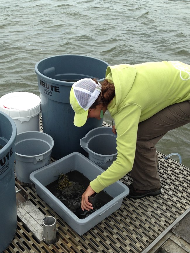 LaFrance examining a bucket holding a grab sample from the seafloor