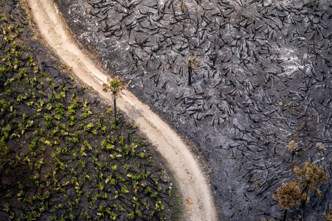 Aerial view of a dirt road with a large burned area to its right and vegetation to its left