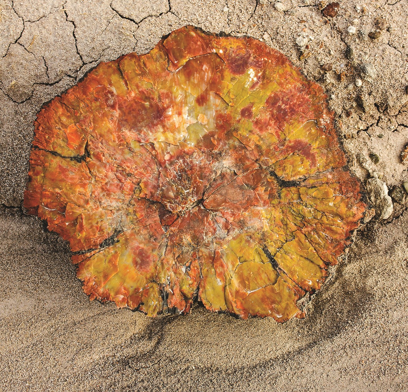 a brilliantly colored piece of petrified wood with yellows, oranges, and reds