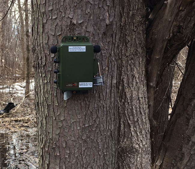 A green box is attached to the trunk of a large tree. Water and patch of snow are visible among the leafless trees in the background.