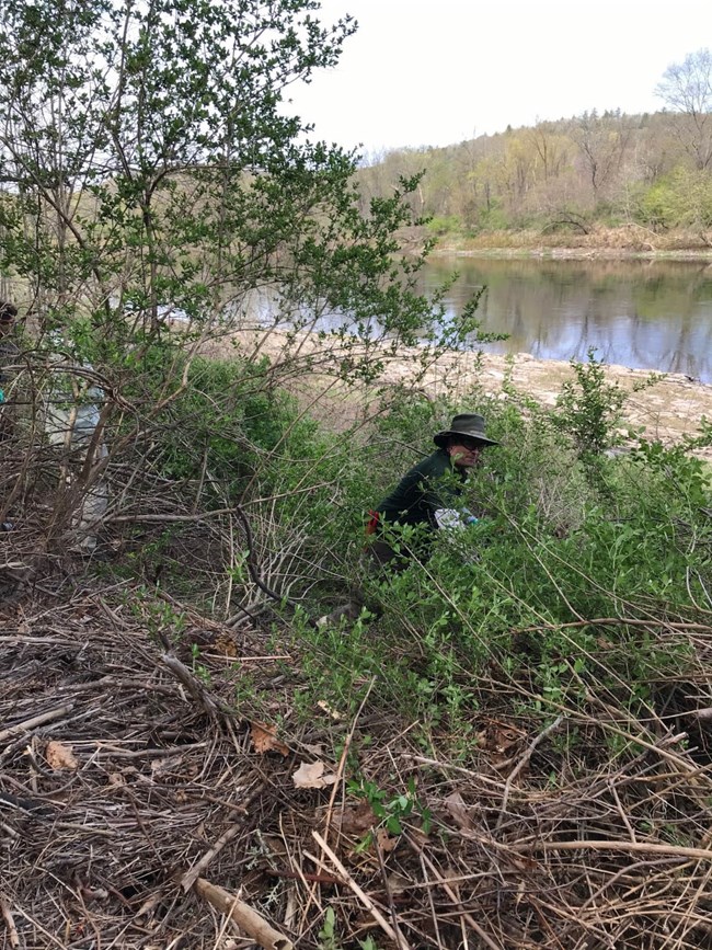 Park staff restore the Calcareous Riverside Outcrops and Seeps at Smith’s Ferry by removing invasive shrubs.