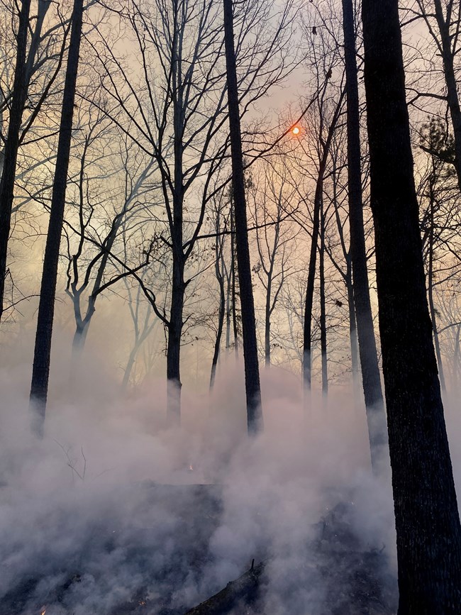 Smoke rises from the ground amid leafless trees