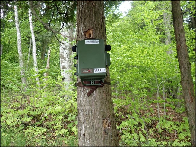 A green box is strapped to the trunk of a conifer tree. A hole in the trunk is visible above the box.