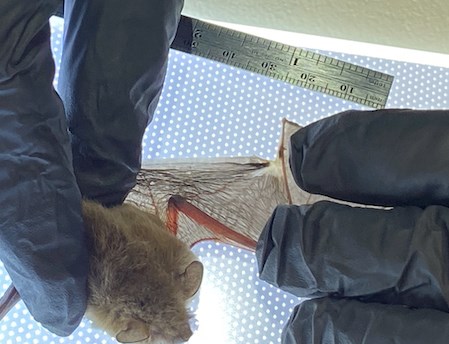 A small brown bat with its wing stretched over a light table, showing a scar on the lower edge