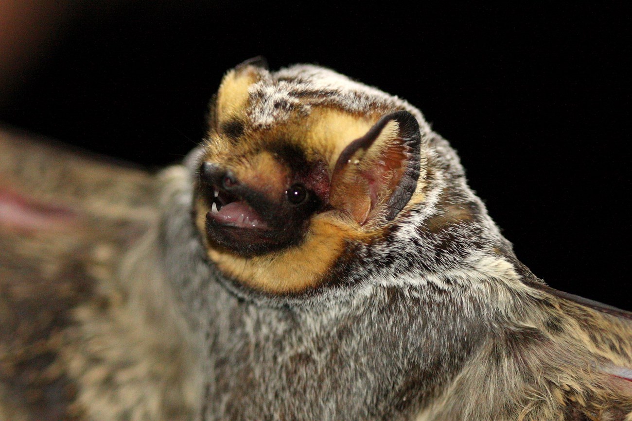 Hoary bat face close up