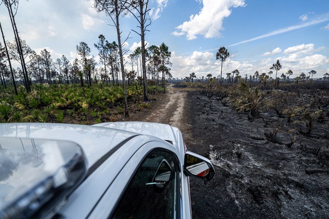 A vehicle on a dirt road that has burned area on one side and unburned vegetation on the other