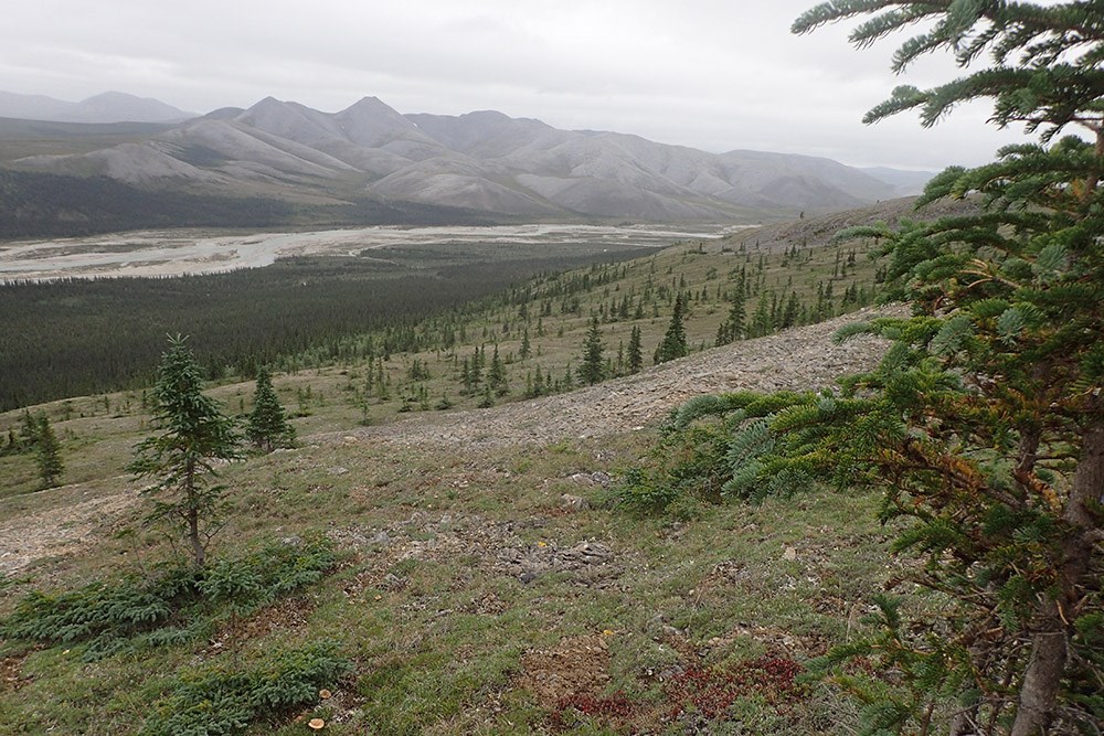 Sparse forest looking down into a river valley.