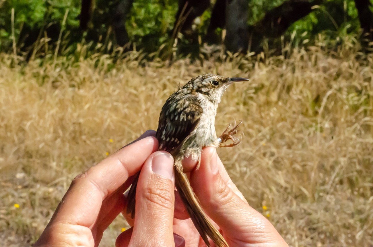Brown and white bird with a long tail and a long, slender, slightly curved bill held gently in a person's fingers.