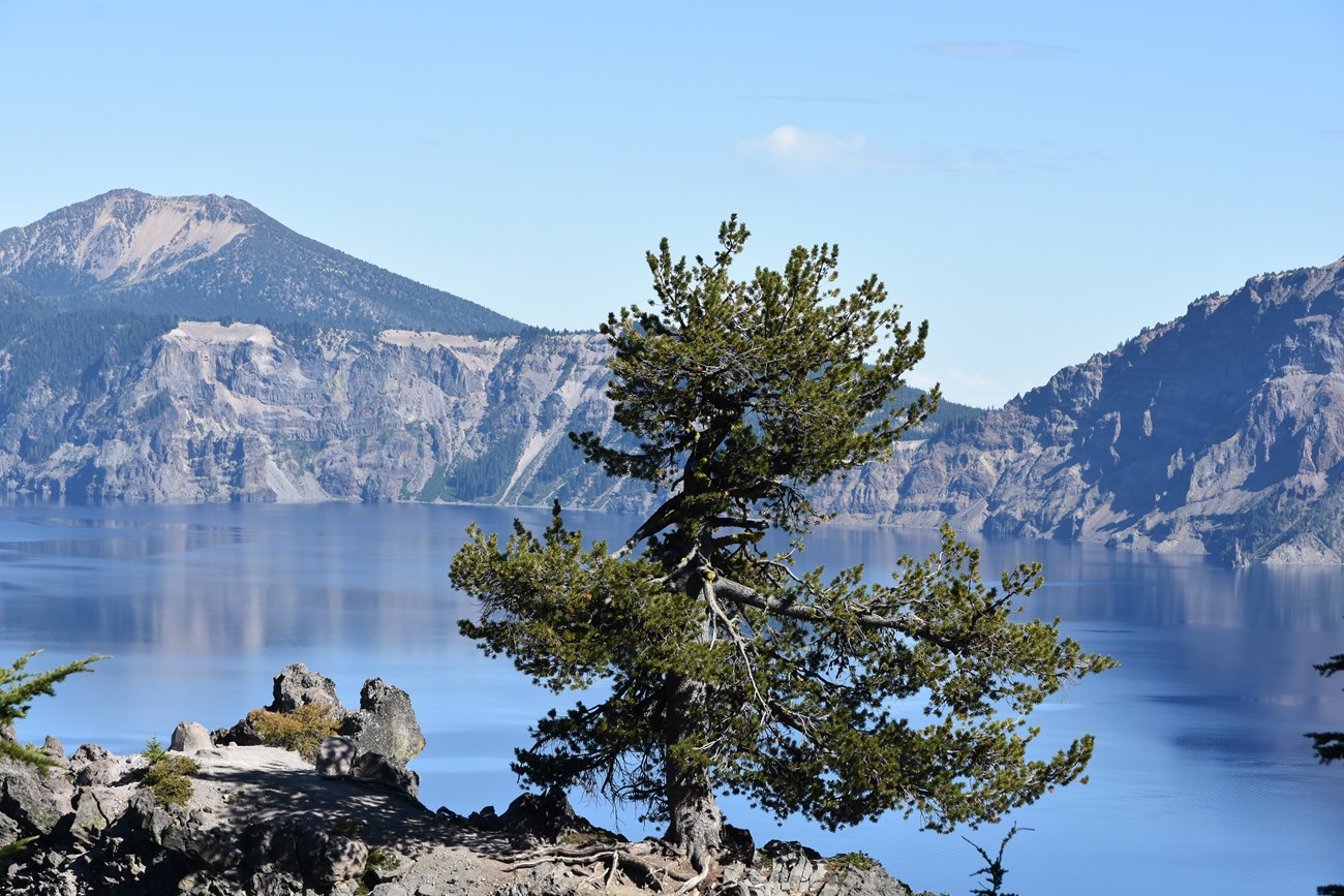 a mature but scraggly whitebark pine tree on the rim of a large, blue Crater Lake inside a caldera