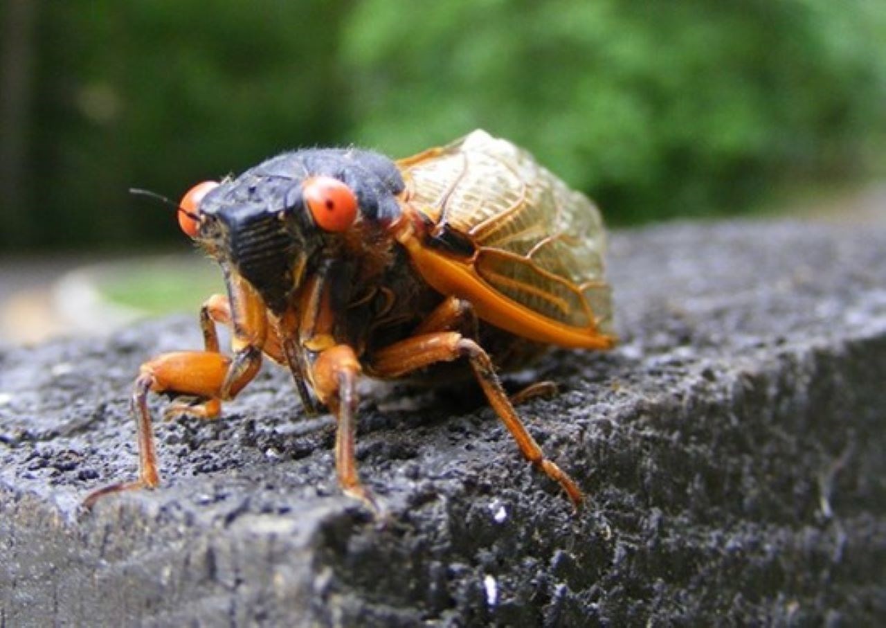 a cicada with red-orange eyes