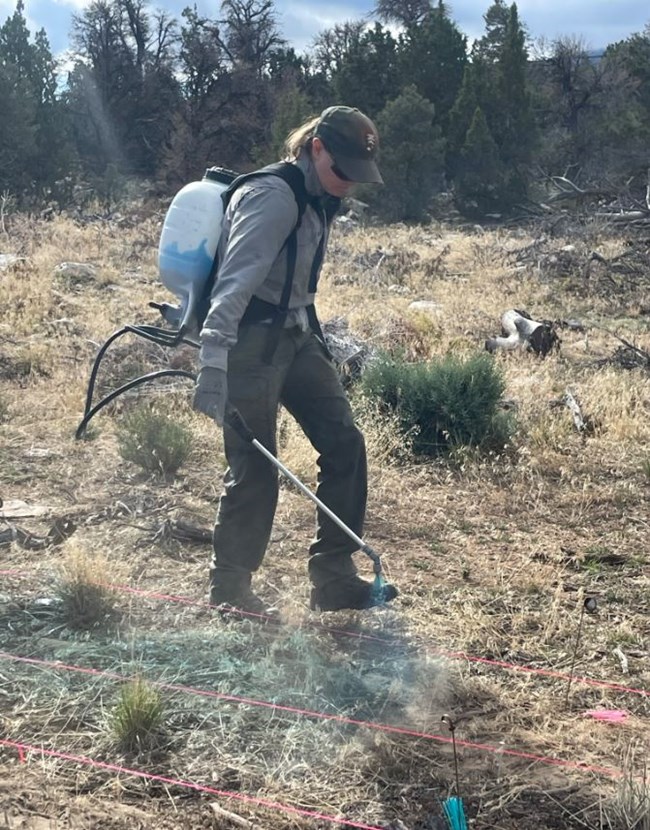 woman spraying herbicide on weeds