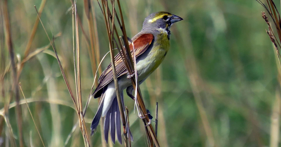 A bird with a thick, black bille, a grayish body, a yellow chest with a black spot in the center, a yellow stripe over the eye, and chestnut and dark brown wings perched on a thin blade of grass.