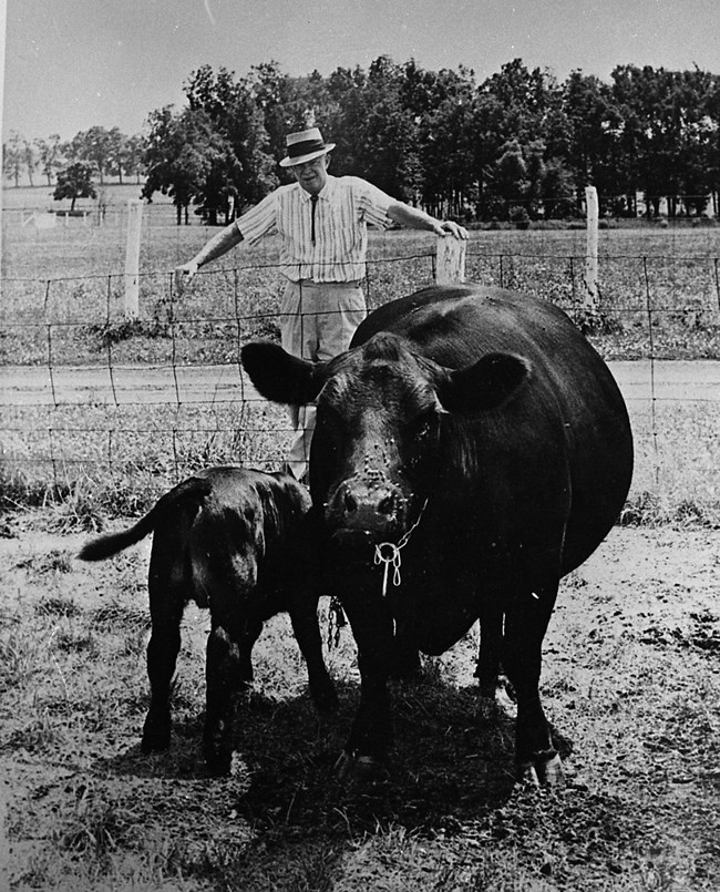 President Eisenhower with several of his cows