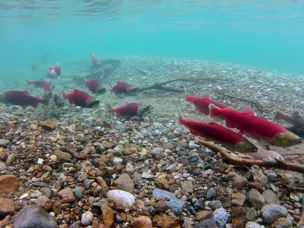 Red salmon in turquoise water.