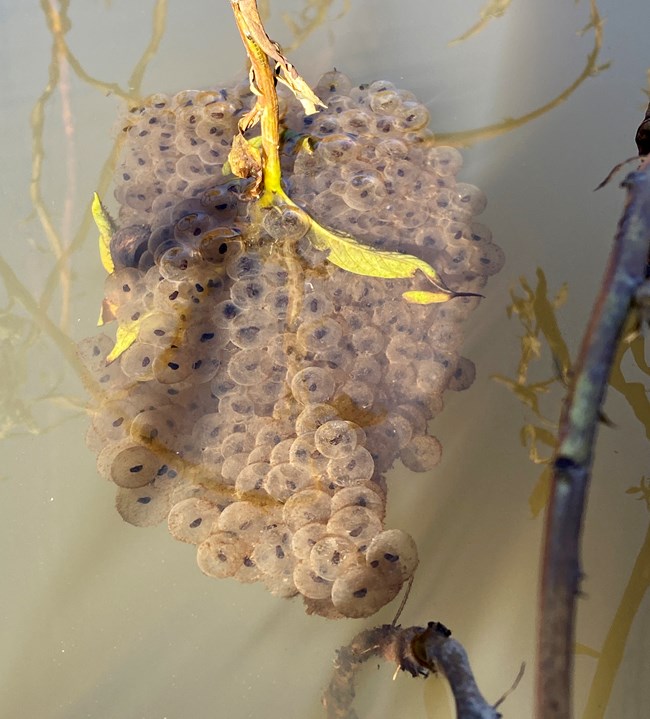 Cluster of hundreds of translucent frog eggs with small, dark centers, at the surface of the watter, attached to a stem of vegetation.