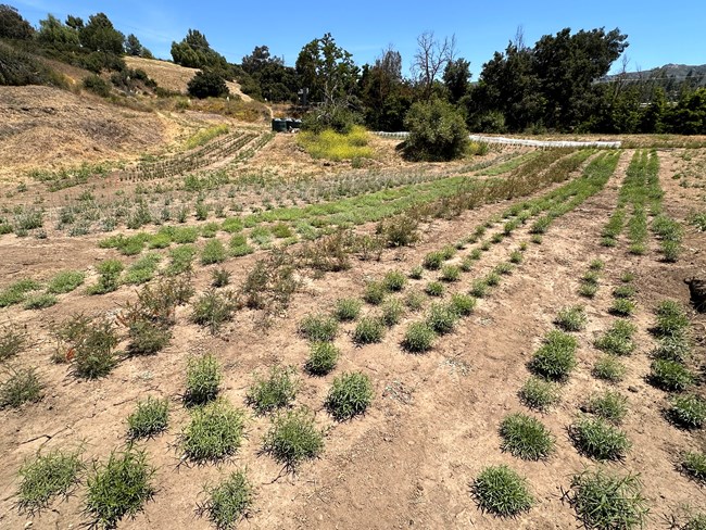 Rows of plants in a field with brush and trees in background.