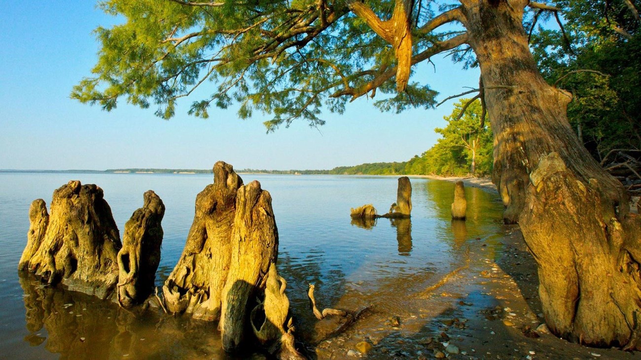 A beach with trees.