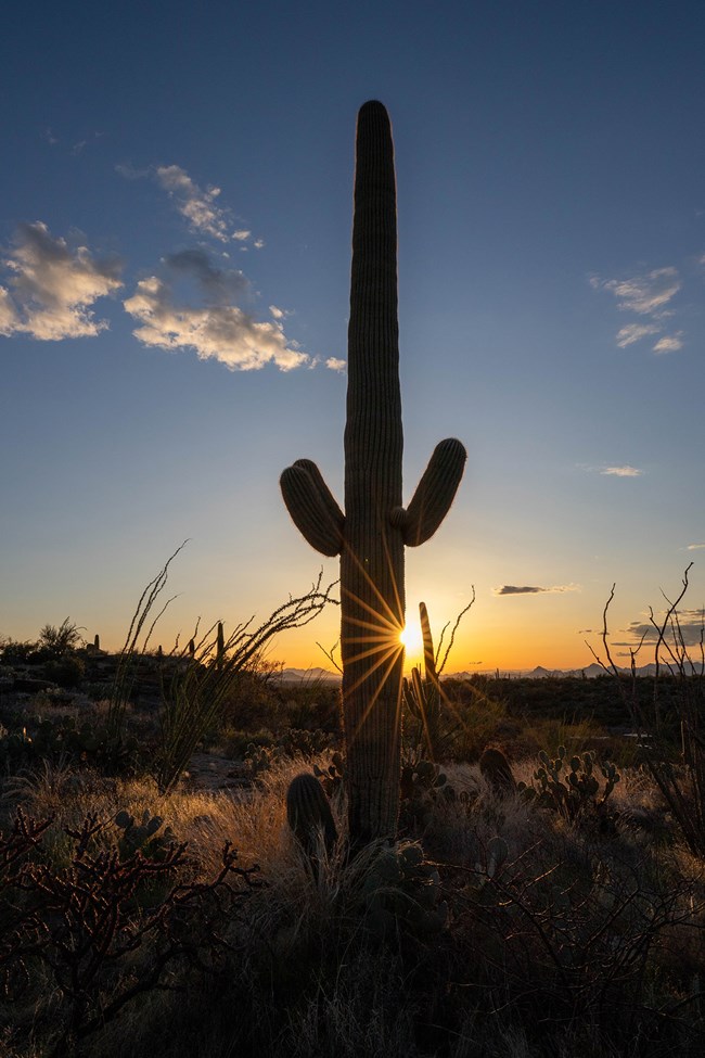 A saguaro cactus silhouetted at sunset