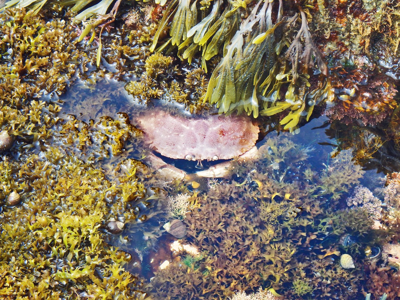 Large reddish crab submerged in a tide pool and partly concealed by various kinds of algae.
