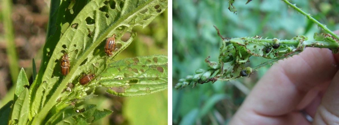 Galerucella beetles eating purple loosestrife leaves (left) and weevil insect (Rhinoncomimus latipes) feeding on mile-a-minute weed (right)