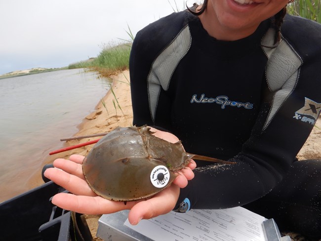 An intern holds up a horseshoe crab with a white tracker for the camera along the edge of the harbor.