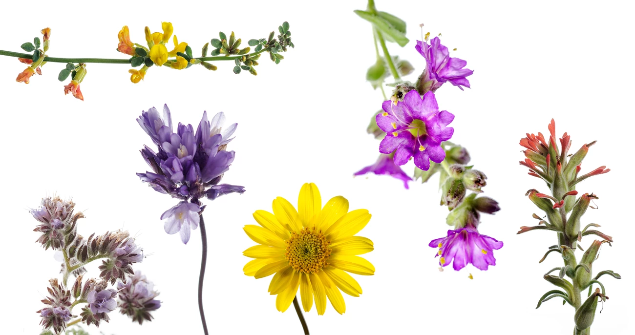Montage of flowers in shades of purple, yellow, and red, photographed against a white background.