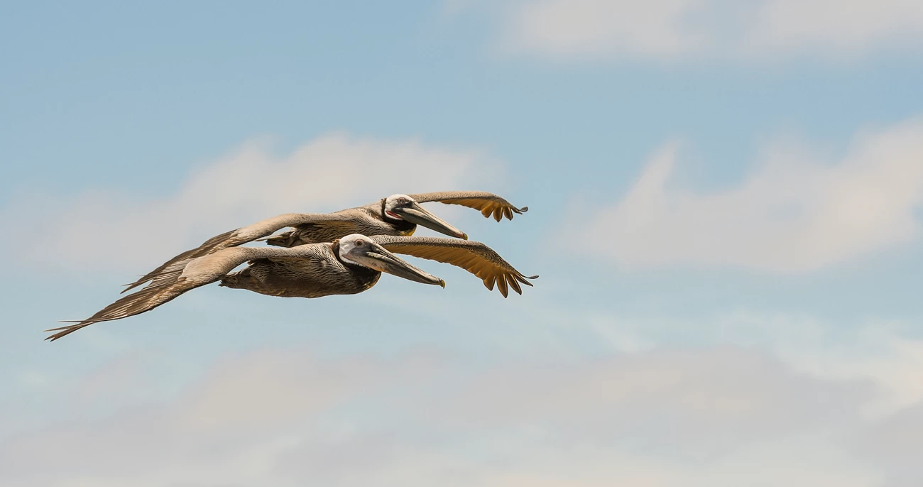 Two giant seabirds with thick, sturdy bills, light bluish eyes, and patches of pink on their faces and necks, soar one just behind the other.