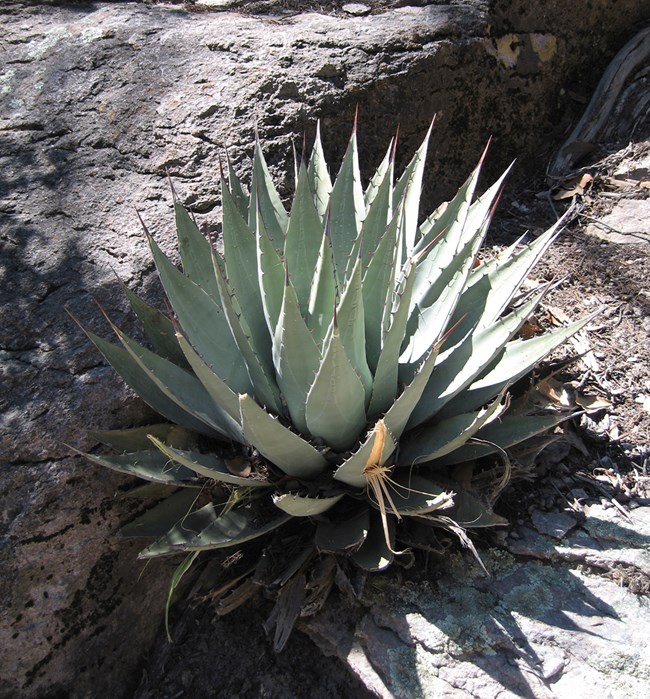 Large, green succulent plant composed of fleshy spear-like leaves with thorns.