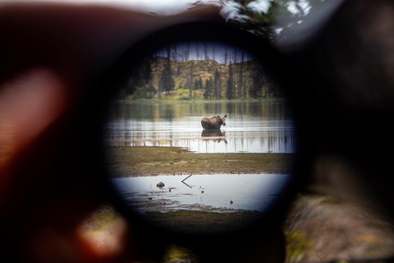 a view of a moose in shallow water taken through a spotting scope