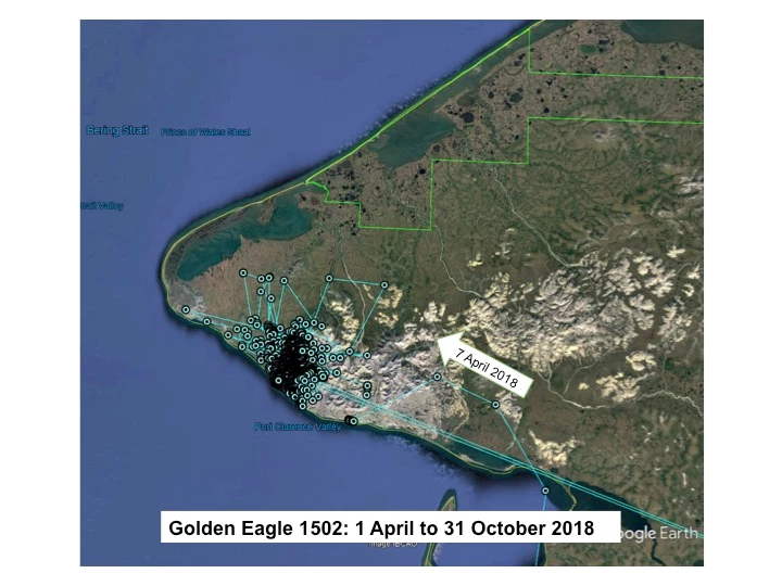 Map of Golden Eagle 1502 locations on the Seward Peninsula from 1 April to 31 October 2018. One arrow labeled 7 April 2018 indicates the eagle’s arrival to the general area.