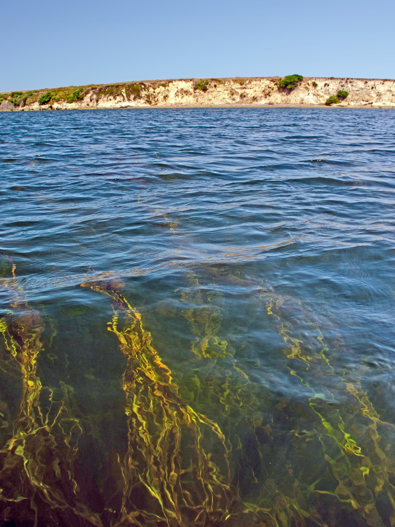 Bright green eelgrass reaching toward the surface of Drakes Estero