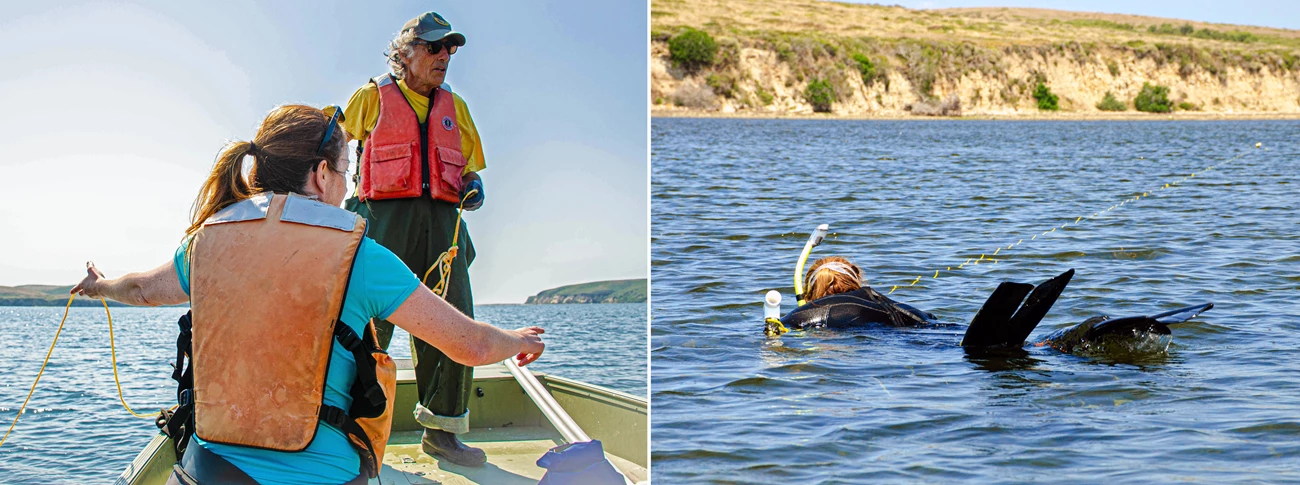 Two people on a boat laying out a transect line, and a snorkeller following it