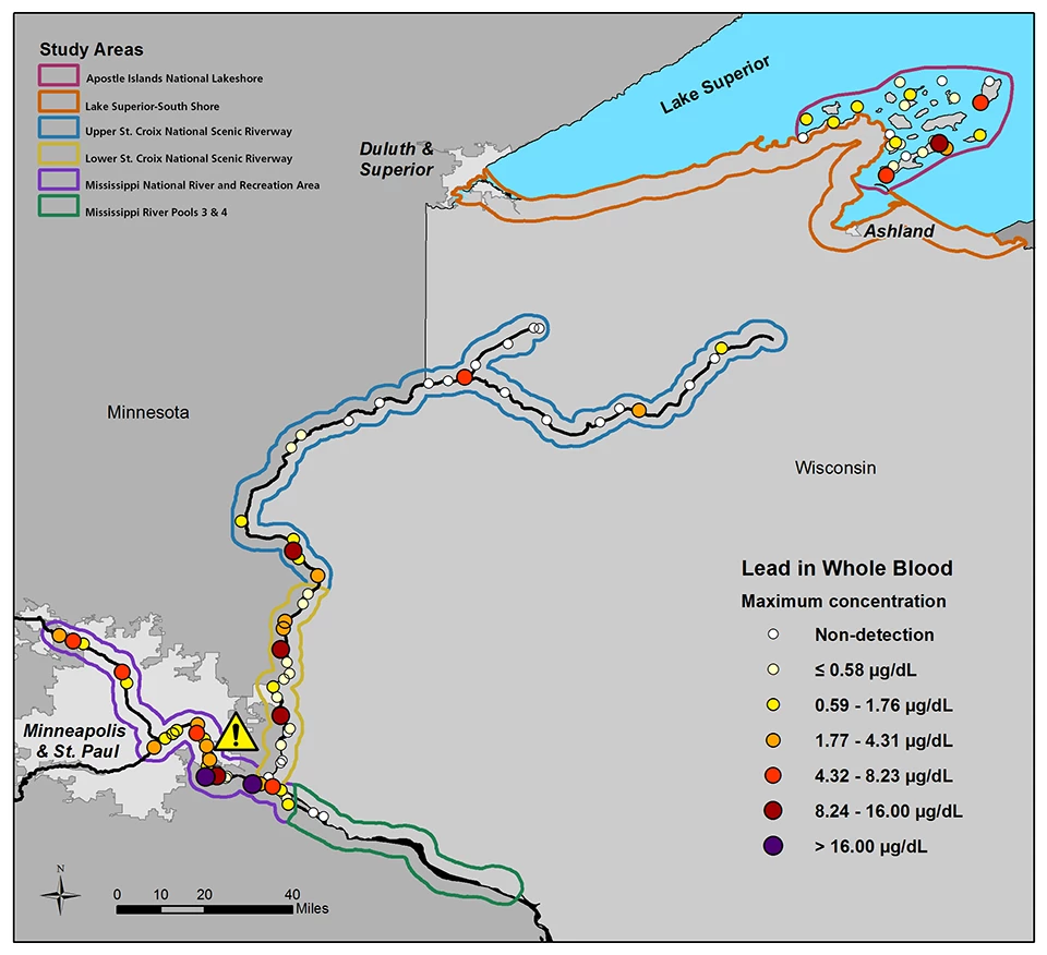 Distribution of lead in blood of eaglets.