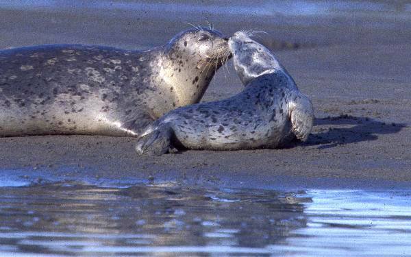 A harbor seal pup stretching its head back toward its mother