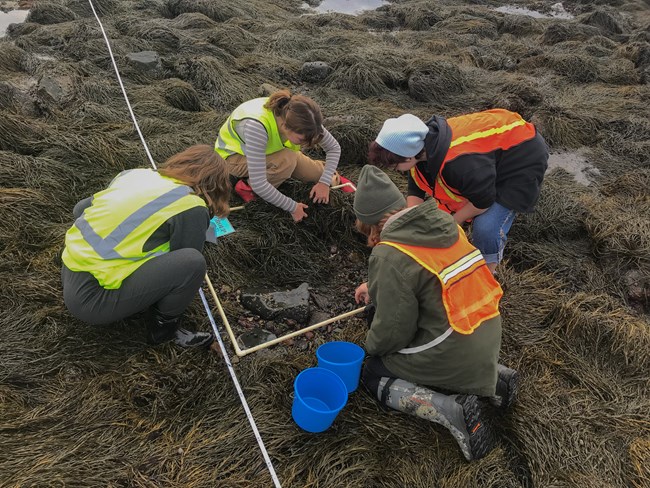 Four teenagers in bright vests and rubber boots look down intently at a patch of seaweed marked by a measuring tape and plastic square.