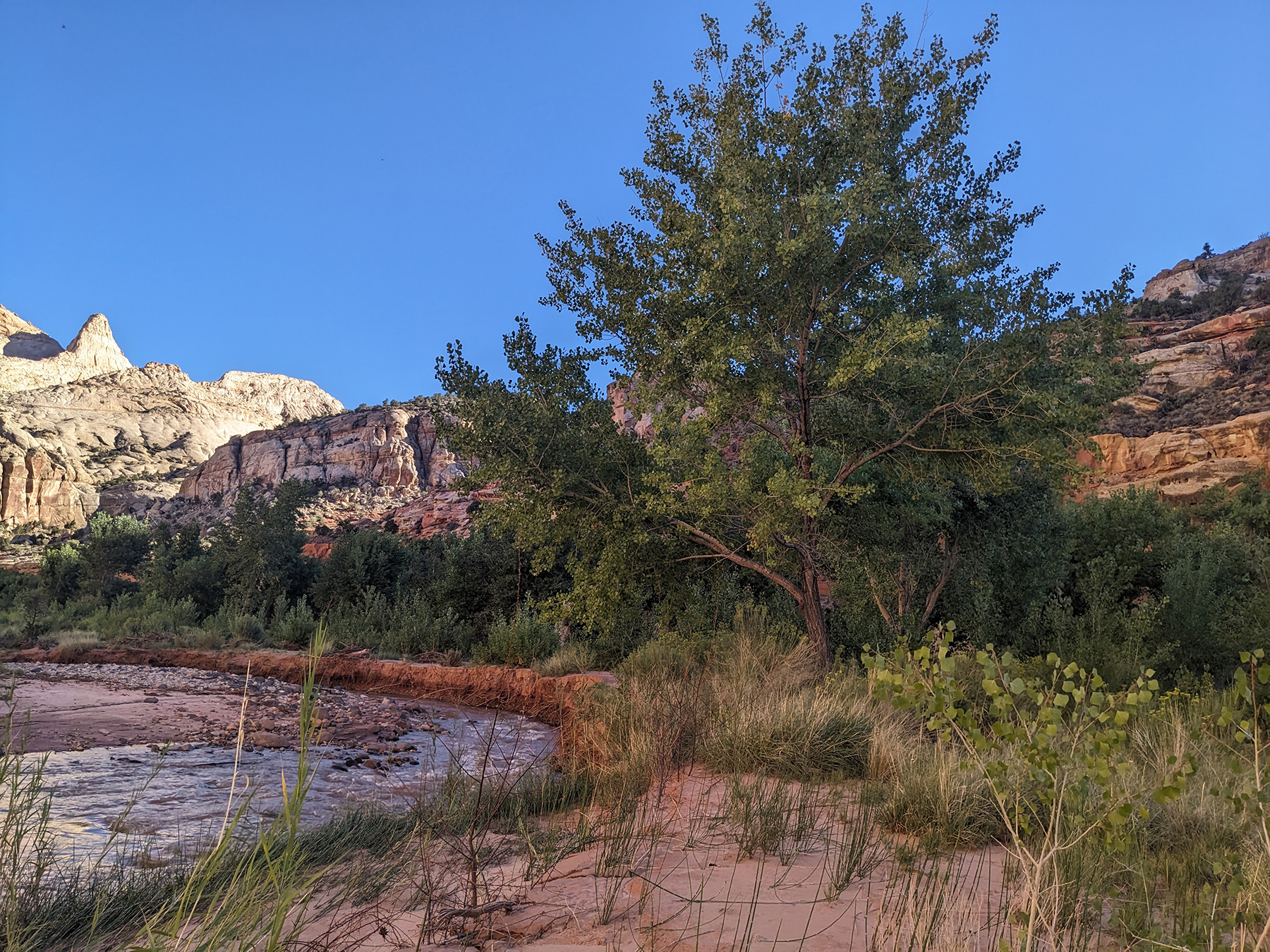 A large green cottonwood trees grows along a river flowing through a red rock landscape.