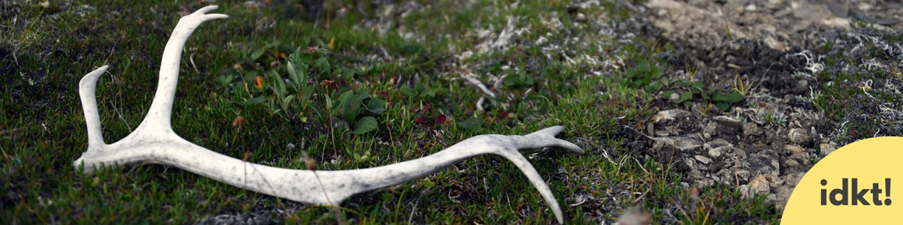 a shed antler in grass